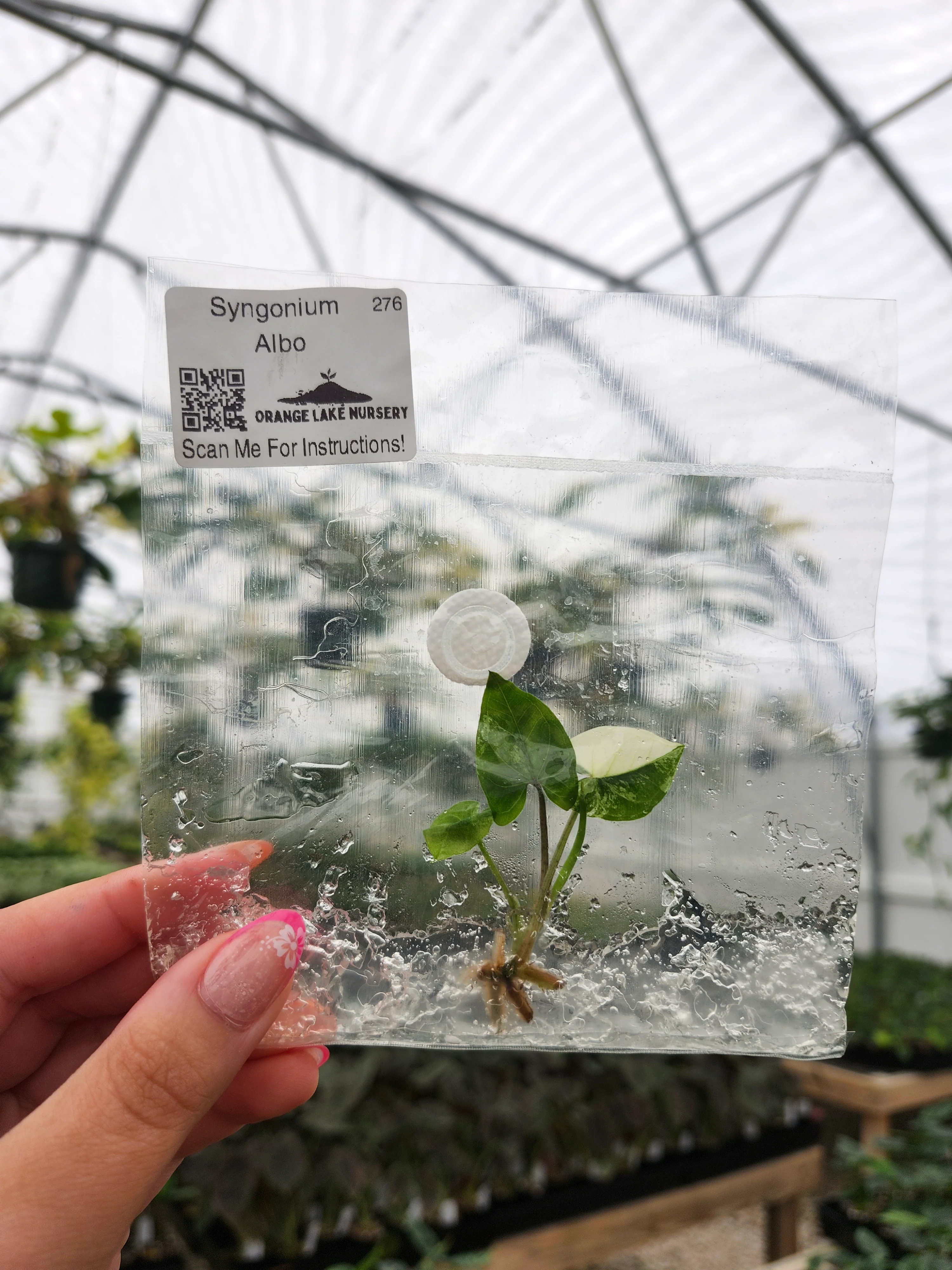Tissue Culture