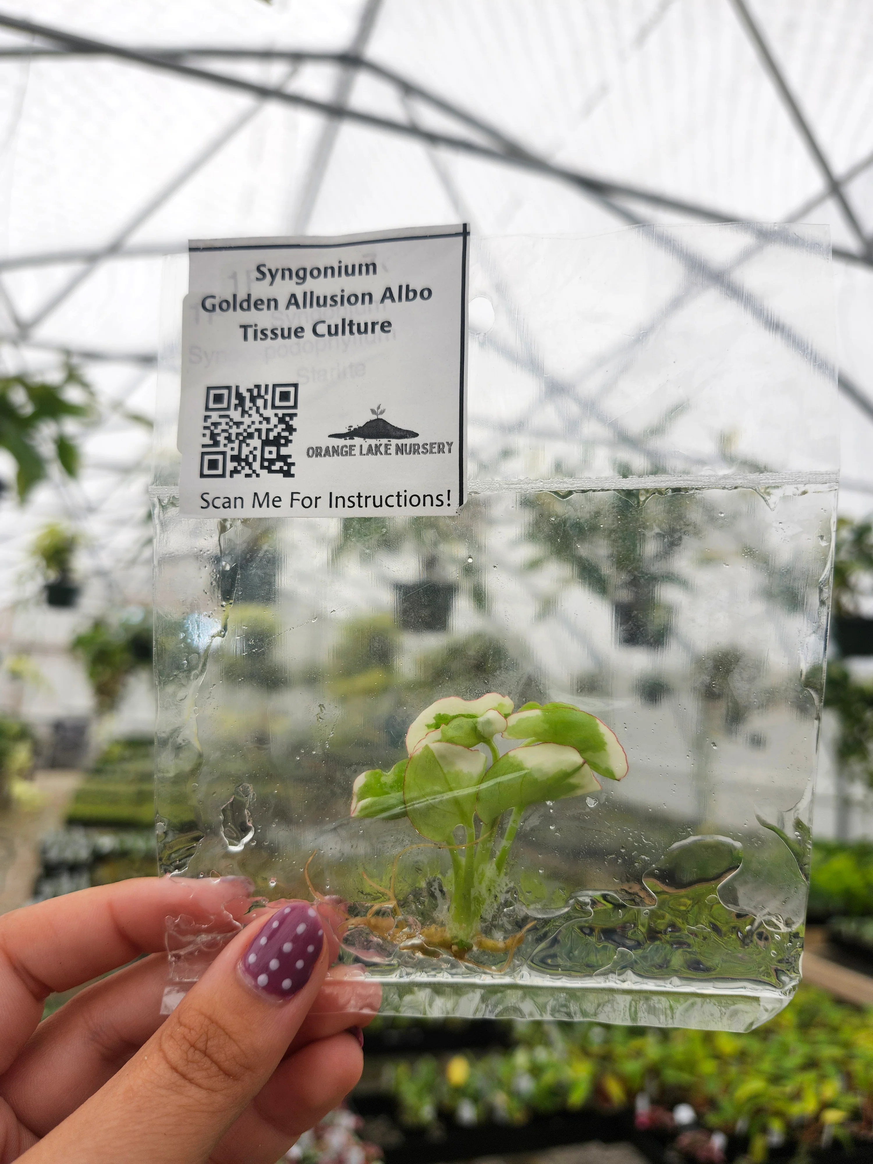 Tissue Culture