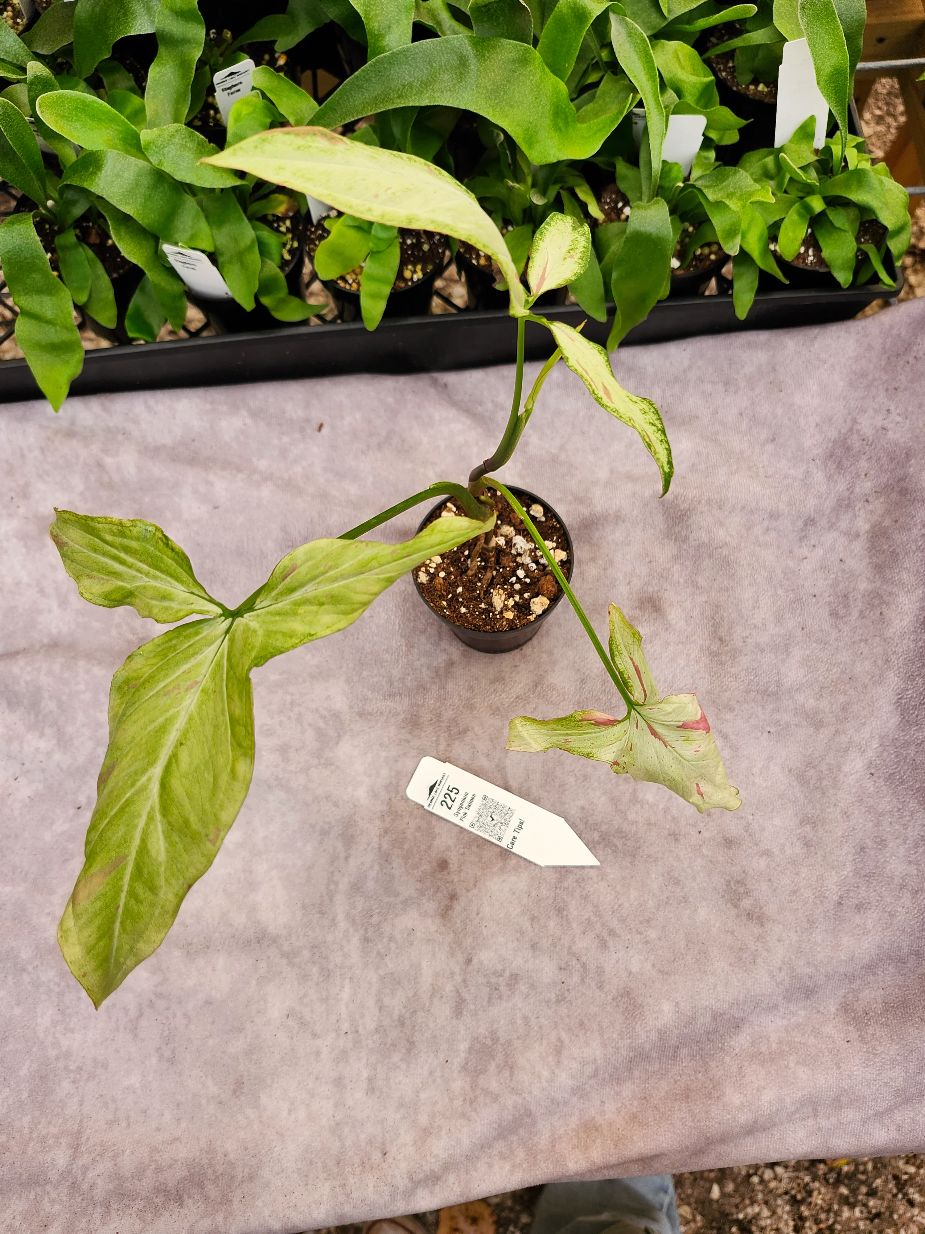 Syngoniums